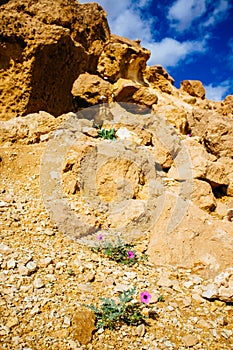 Holy Land Series - Ramon Crater Makhtesh - desert blossom 26 photo